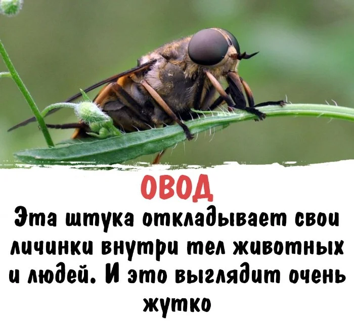 Интересная биология #81