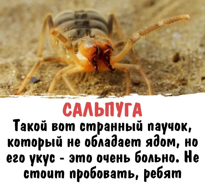 Интересная биология #84