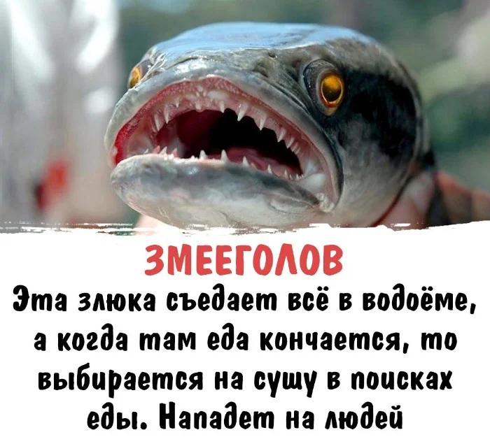 Интересная биология #84