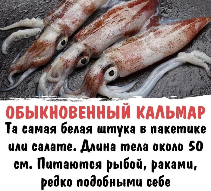 Интересная биология #87