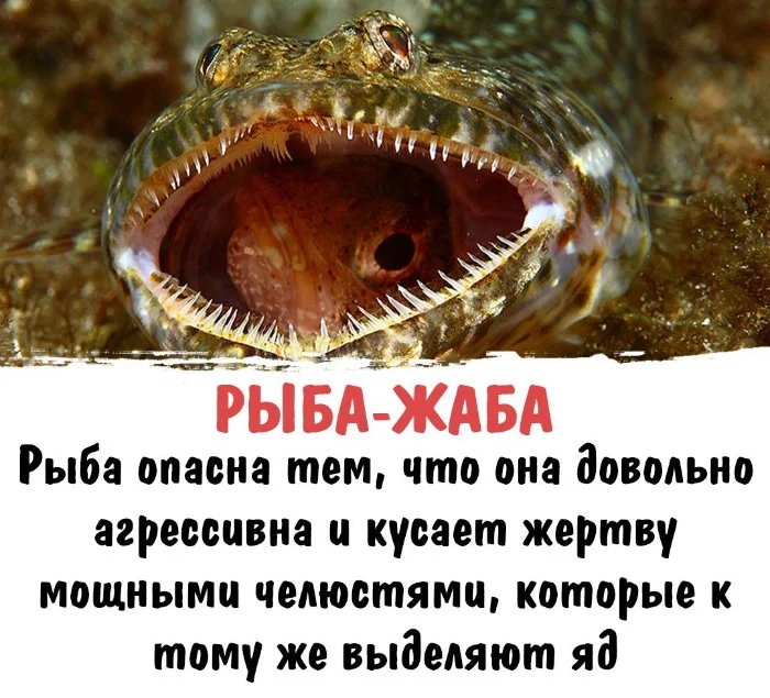 Интересная биология #87