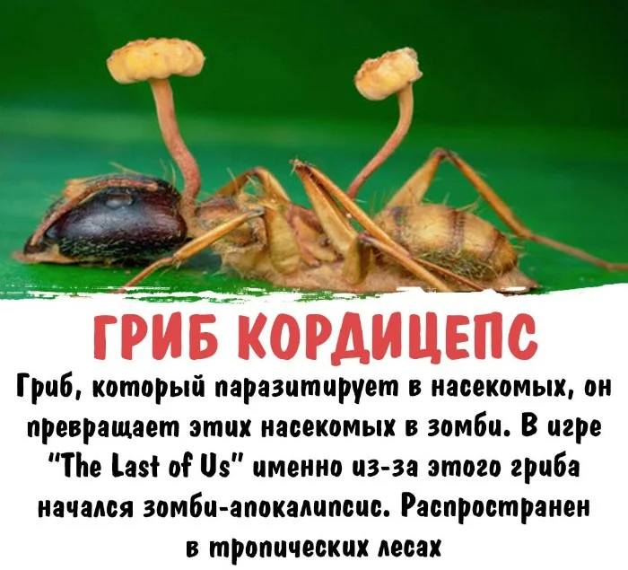 Интересная биология #92