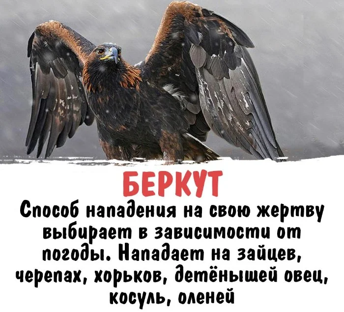 Интересная биология #94