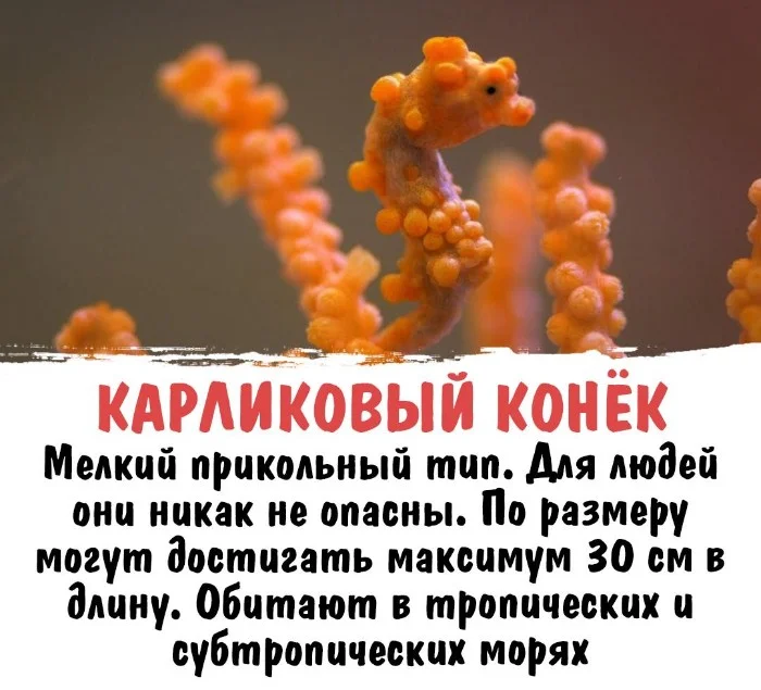 Интересная биология #94