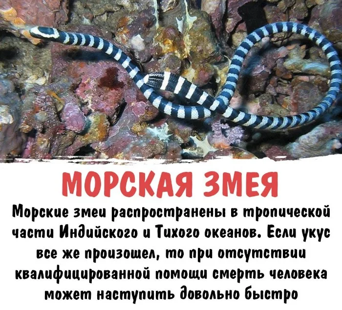 Интересная биология #97