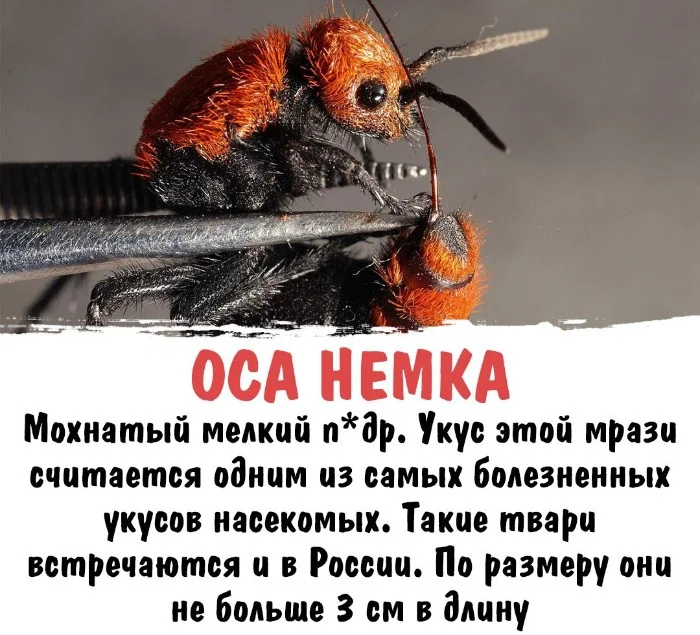 Интересная биология #99