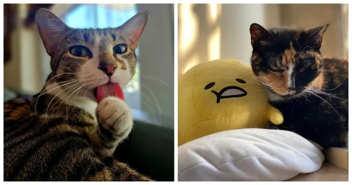 Лирика в усах: чем занимаются котики, когда на них находит вдохновение