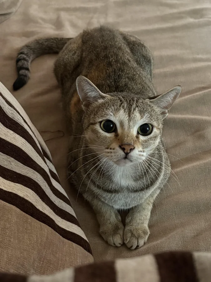 Лирика в усах: чем занимаются котики, когда на них находит вдохновение