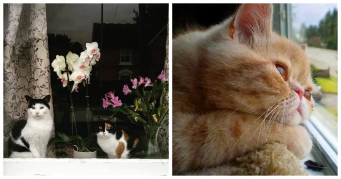 20+ котиков, для которых окно — это портал в их вселенную