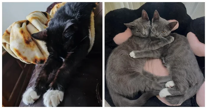 Лень как образ жизни: 20 котиков, отдыхающих с королевским шиком