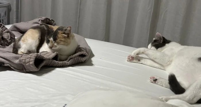 Лень как образ жизни: 20 котиков, отдыхающих с королевским шиком