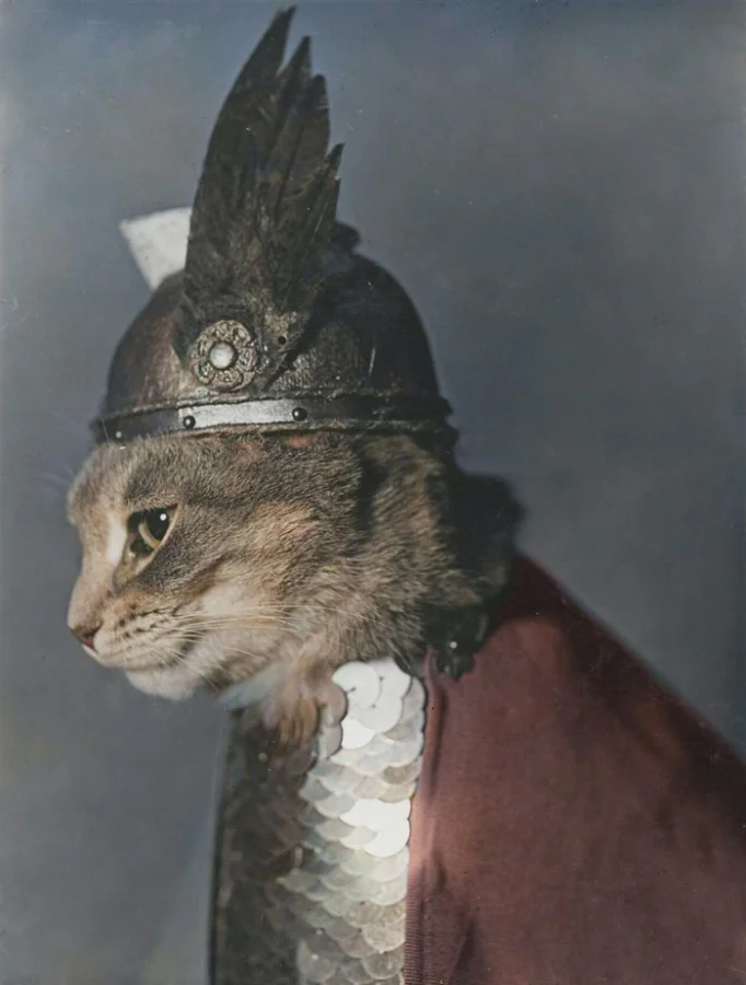 Улыбнись вместе с котами: подборка весёлых и забавных фото: 20 редких раскрашенных снимков из XX века