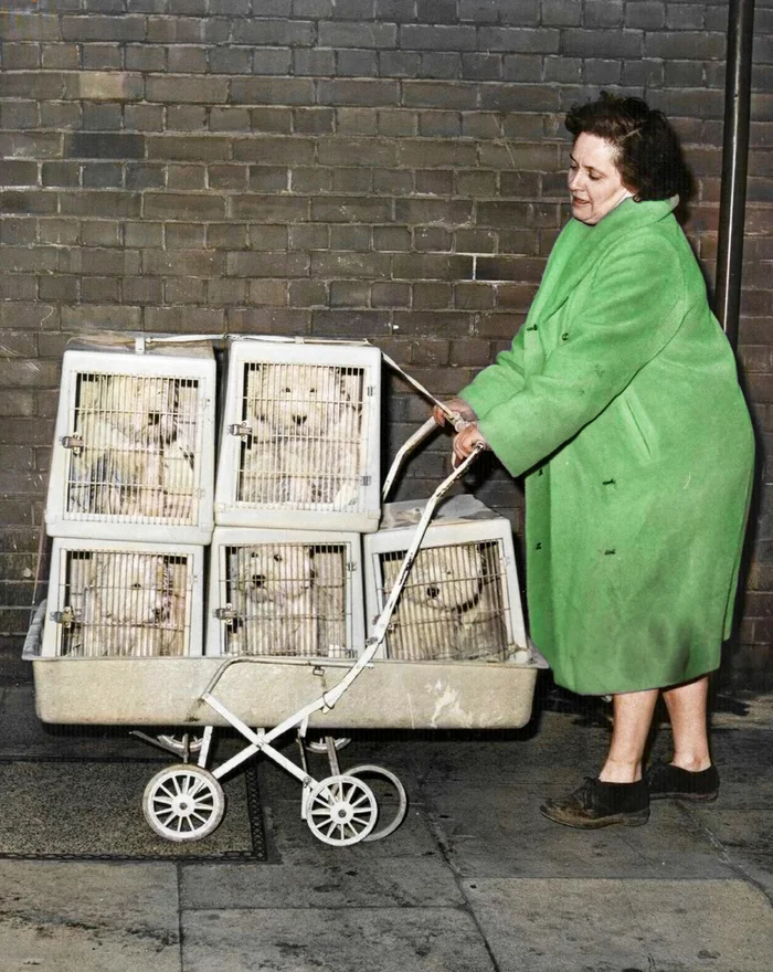 Прошлый век в цвете: Весёлые псы в кадре