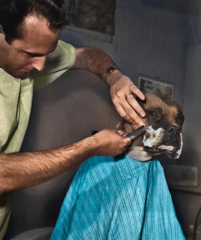 Прошлый век в цвете: Весёлые псы в кадре