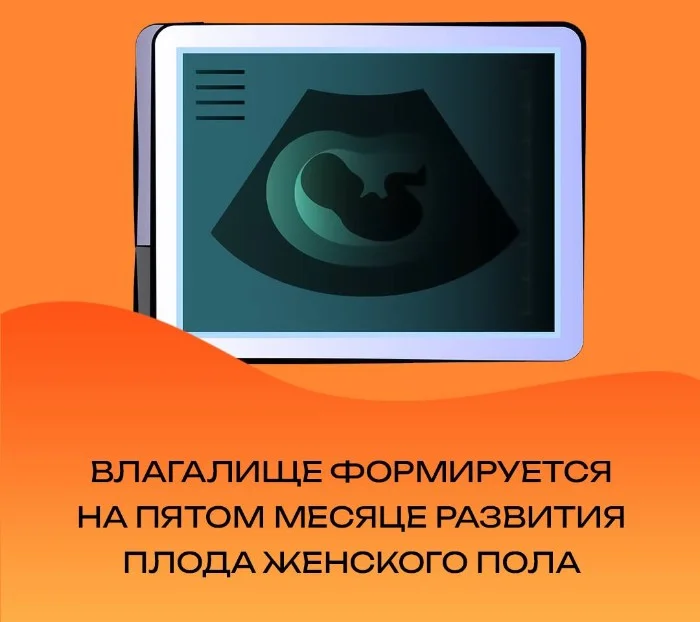 Сексуальная правда: 15 фактов, которым не научат в школе #126