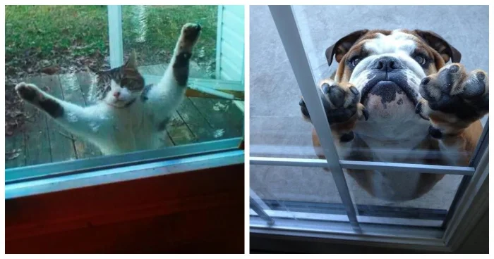 «Ну впусти же!» — 22 забавных случая, как питомцы умоляют вернуться домой
