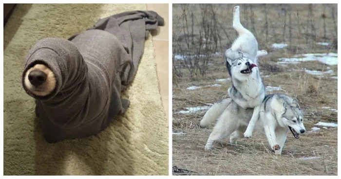 20 весёлых собак, которые игнорируют законы физики и здравого смысла