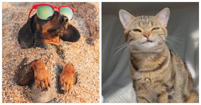 Летнее счастье на лапках: 23+ питомца, наслаждающихся солнцем