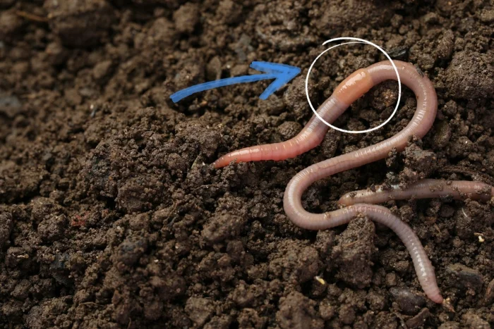 Зачем дождевому червю перемычка на теле: раскрываем тайну