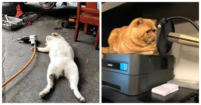 Хвостатые работяги: 20 котов, освоивших человеческие профессии