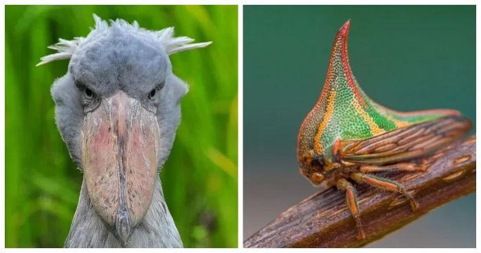 Редкие и странные создания природы, которые вас удивят
