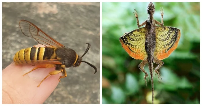 10 необычных созданий с поразительными способностями