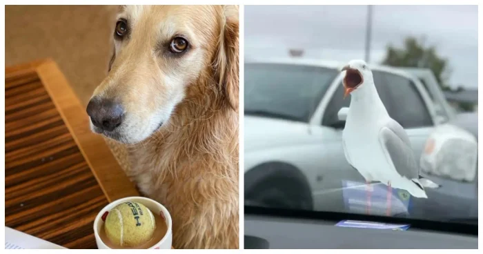 Очаровательная глупость: подборка из 20 зверюшек, которых невозможно не любить