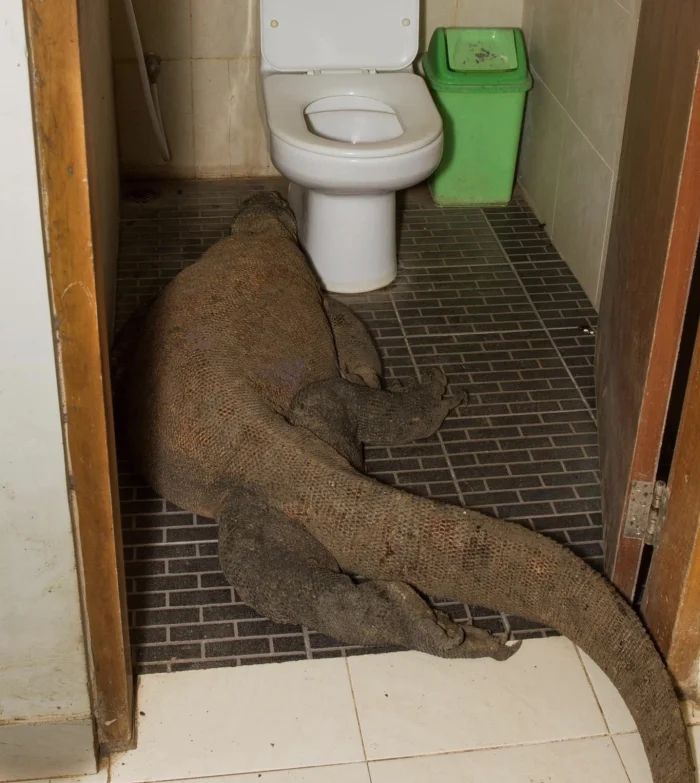 Очаровательная глупость: подборка из 20 зверюшек, которых невозможно не любить