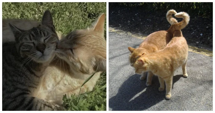 20 трогательных моментов, когда кошки по-настоящему любят своих людей