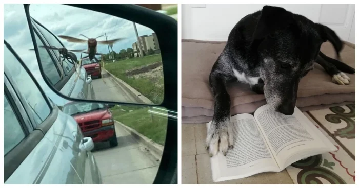 20 случаев, когда природа пошутила так, что не сдержать смех