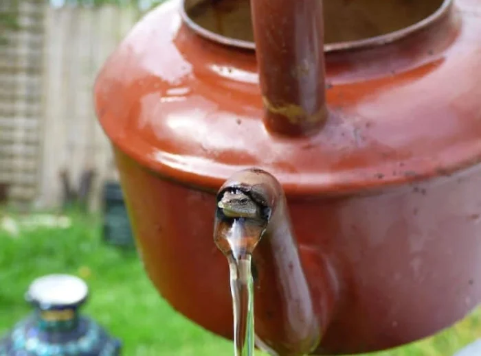 20 случаев, когда природа пошутила так, что не сдержать смех