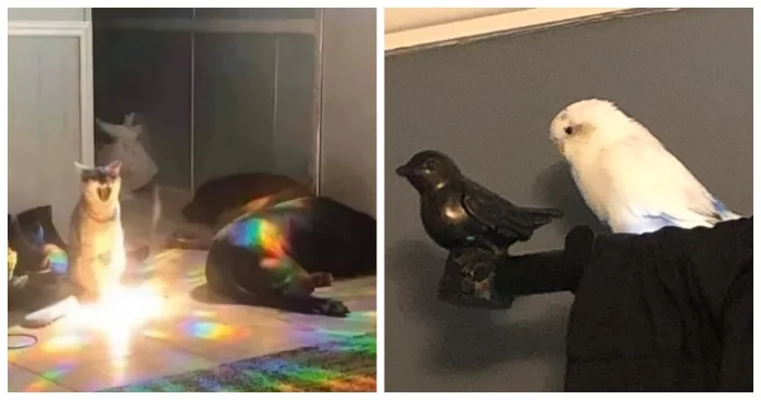 20 животных, которые устраивают импровизированные шоу без репетиций