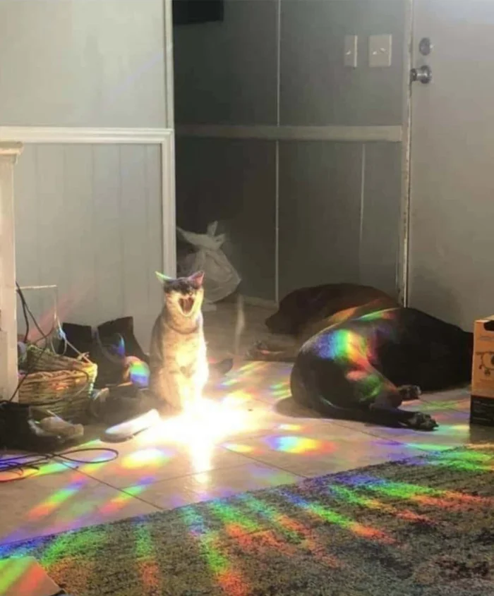 20 животных, которые устраивают импровизированные шоу без репетиций