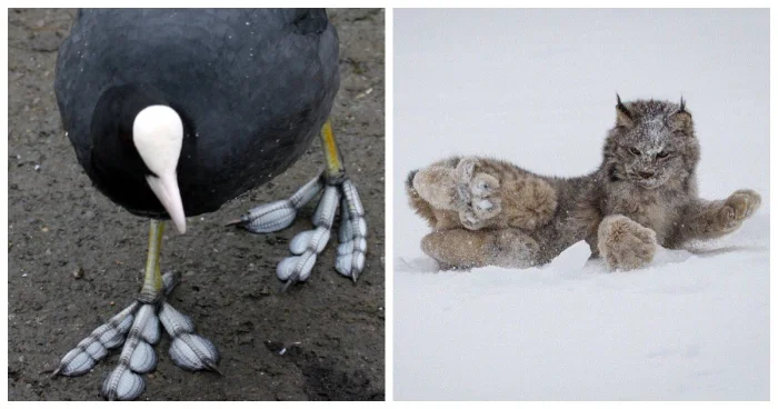 Лапы, которые поражают воображение: 20 удивительных зверей