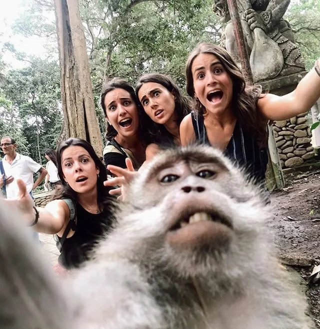 Звери для настроения