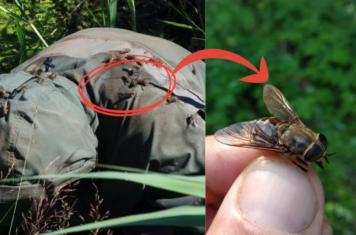 Бычий слепень — кошмар коров: огромные кровососы с жестокими повадками