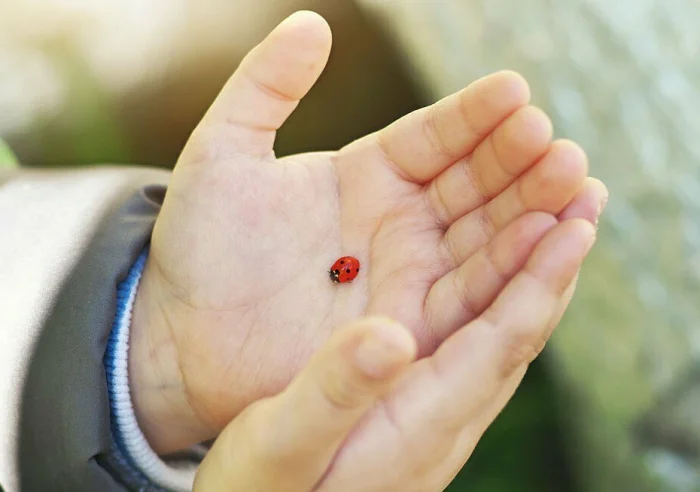 Почему божья коровка оставляет желтые следы на коже — и стоит ли бояться?