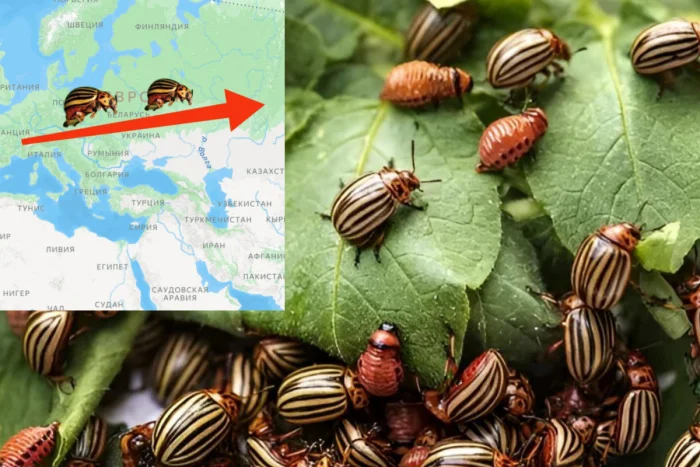 Как и когда колорадский жук добрался до России — и почему ему тут понравилось
