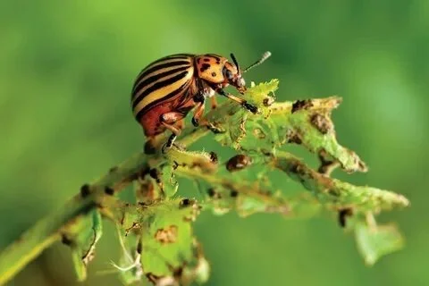 Как и когда колорадский жук добрался до России — и почему ему тут понравилось