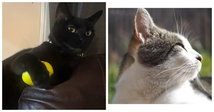 Летний отдых по-котячьи: 20 идей, навеянных пушистыми лентяями