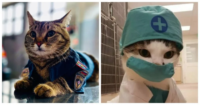 20 рабочих будней котиков: усатые сотрудники в деле