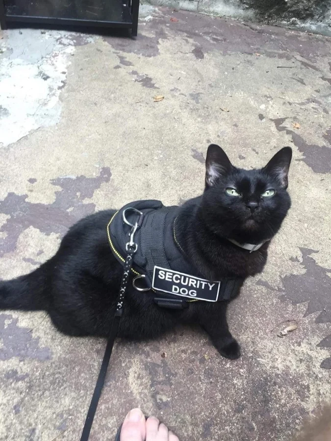 20 рабочих будней котиков: усатые сотрудники в деле