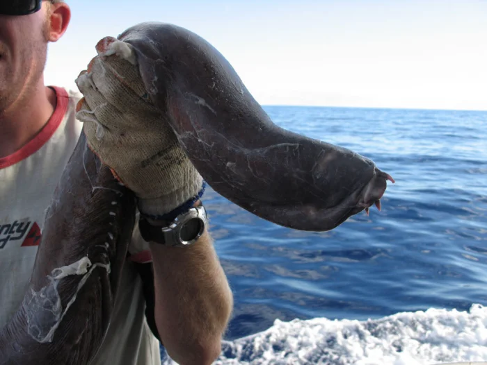 Миксина — слизкое существо, которое может задушить акулу изнутри