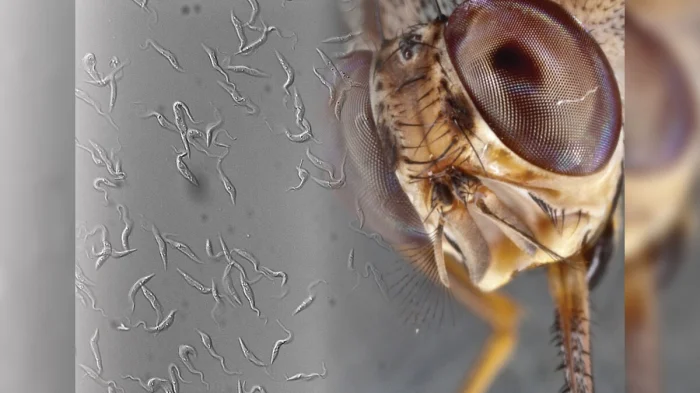 Муха цеце — тихий кошмар Африки: как её пытались победить с помощью радиации