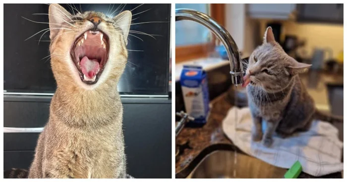 Лето в лапах: 20 котиков, наслаждающихся жаркими деньками