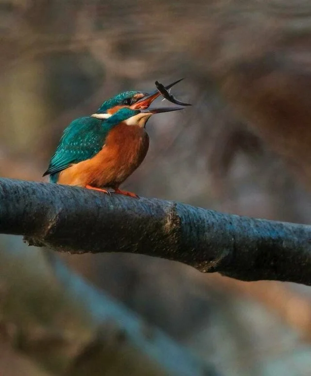 Взбалталось и намешалось