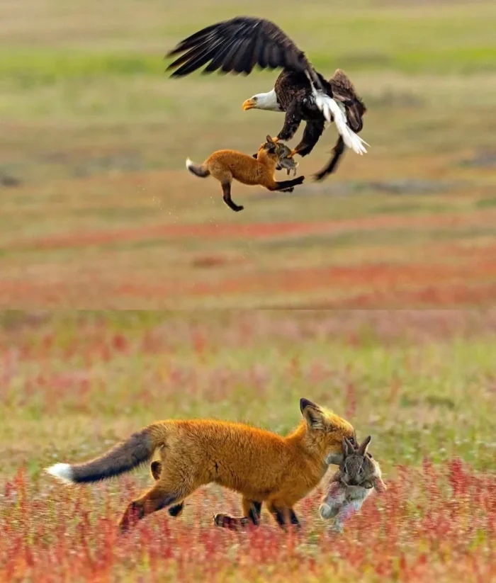 Кража века!