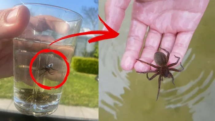 Серебрянка — водяной паук, который может укусить: дачникам на заметку