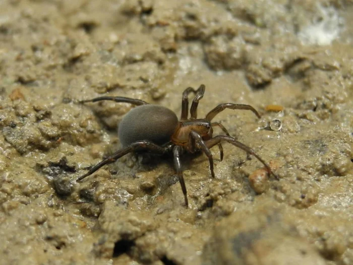 Серебрянка — водяной паук, который может укусить: дачникам на заметку