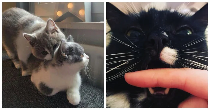 Насколько сильно кусаются? 20 уровней котокусей по шкале боли